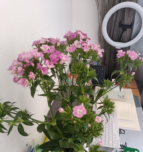 相思梅的养护与繁育技巧(打造富有魅力的相思梅花园)