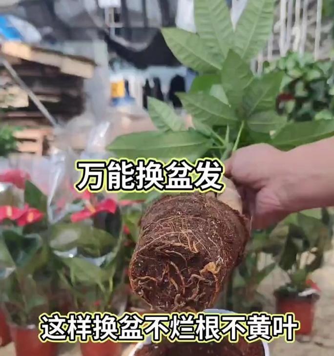 从1.7米的发财树到新的家——换盆技巧与注意事项(让你的发财树健康成长的关键——合理换盆,迈向新境界)