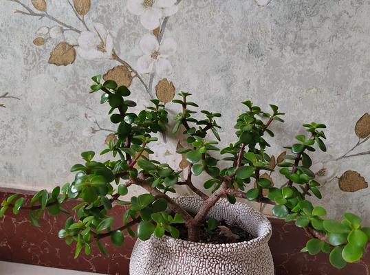 金枝玉叶植物养护指南（打造绿意盎然的家居环境，从金枝玉叶开始）