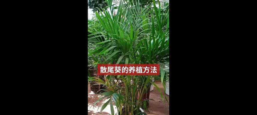 散尾葵的养殖方法和养护要点（营造浪漫花园，从散尾葵开始）