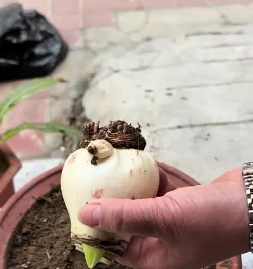种球怎样养大？朱顶红揭秘（掌握关键技巧，让朱顶红种球成为大花朵）