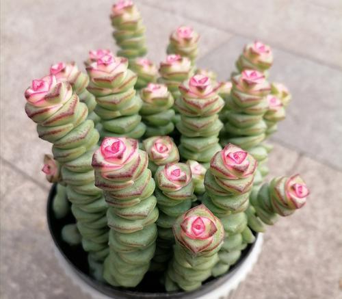 多肉植物为什么会在叶片上长花?(解析多肉植物独特的生殖方式及其原因)