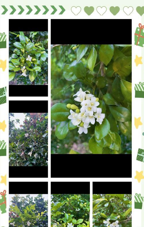 九里香花(品味花海中的绮丽盛景)
