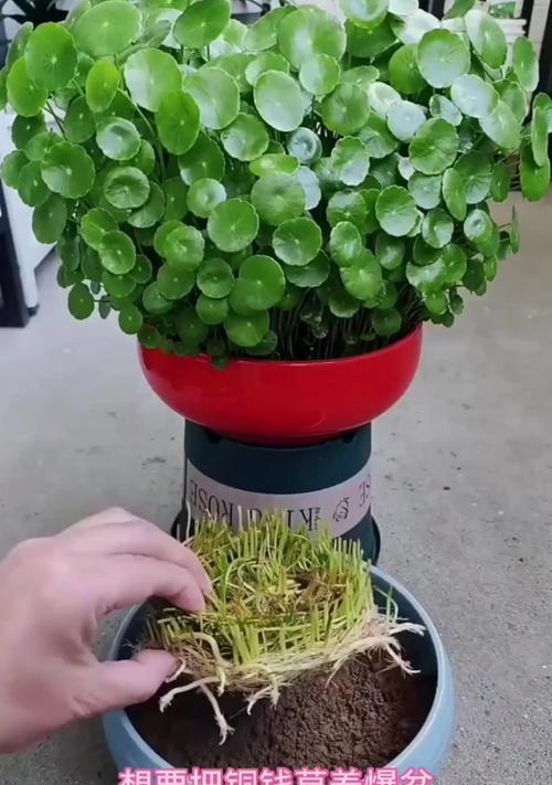 铜钱草的花朵缺失之谜（揭开铜钱草不开花的奥秘）