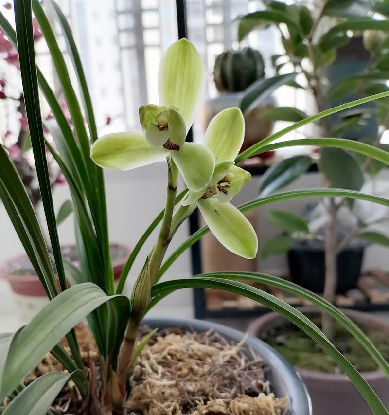 探秘宋梅兰花开花时间（品味花香，感受春意；了解宋梅兰的开花规律与奥秘）