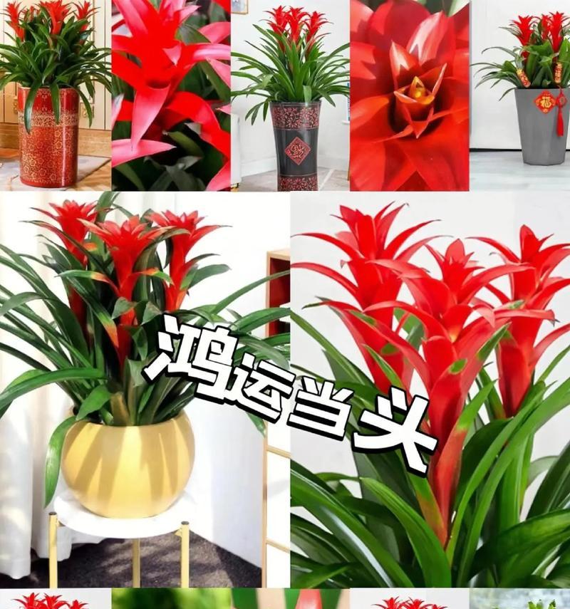 以鸿运当头盆栽——幸福与希望的根源(用画笔描绘盆栽中的吉祥与繁荣)