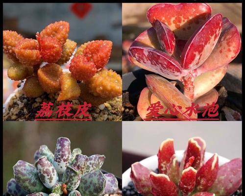 荔枝养殖指南(从种植到收成,轻松打造丰硕果实)