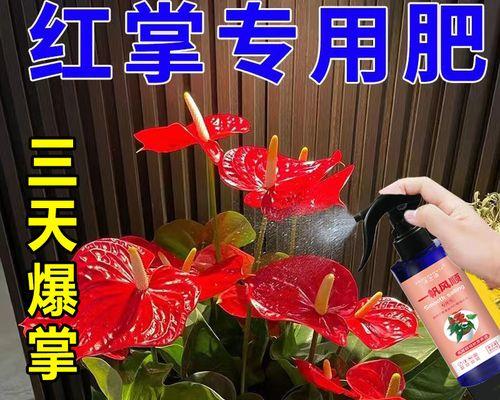 水培红掌的科学施肥方法（以水培方式栽培红掌，如何正确给植物提供营养？）