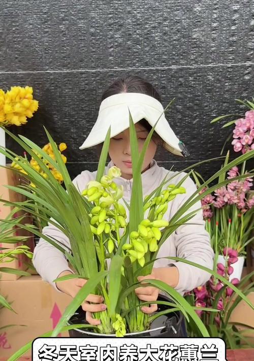 冬季花卉养护指南（让花朵在寒冷冬天绽放）