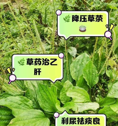 车前草到底是不是水生植物?(解密车前草的生长环境和特点,为你解答疑惑)