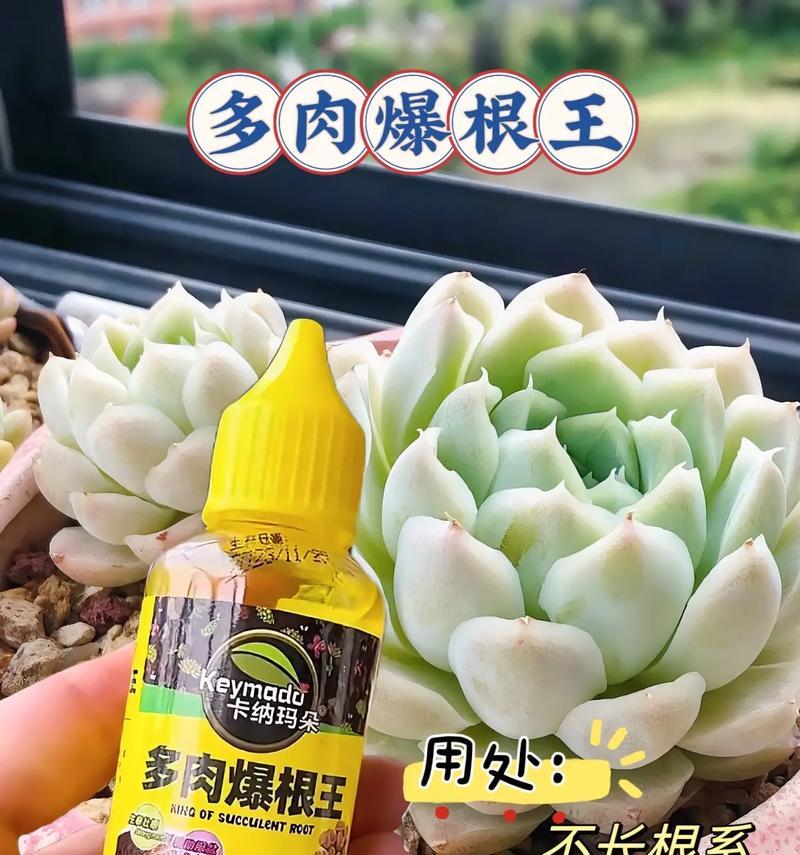 肉肉植物烂根了怎么办？（肉肉植物烂根原因及抢救方法）