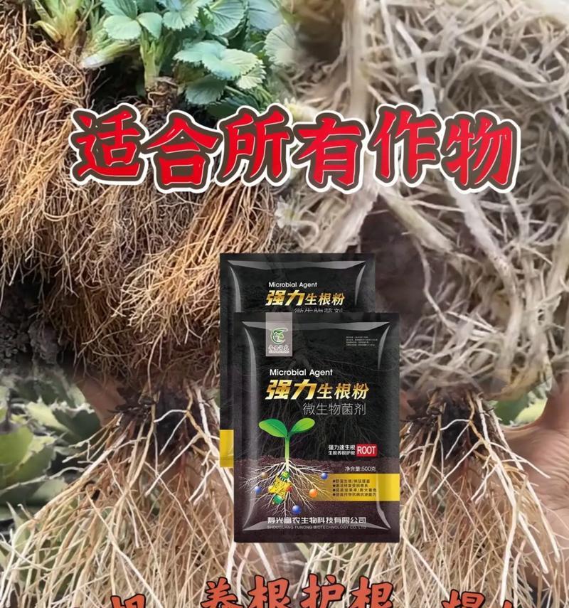 牡丹移栽生根粉的使用方法及注意事项（助力牡丹移植生根，掌握这些关键要点！）