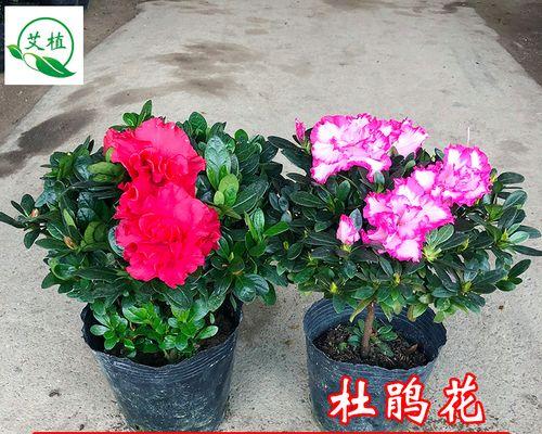 杜鹃花四季怒放，花开如诗（探秘杜鹃花四季开花之谜）