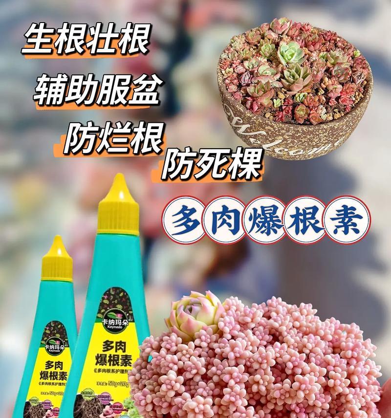 夏季多肉叶子发黄怎么办？（夏季多肉叶子发黄的原因及解决方法）