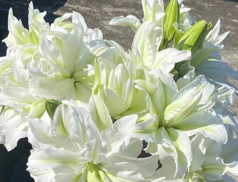 盆栽百合花的切花技巧（从盆栽到花束，打造独特的百合花艺品）