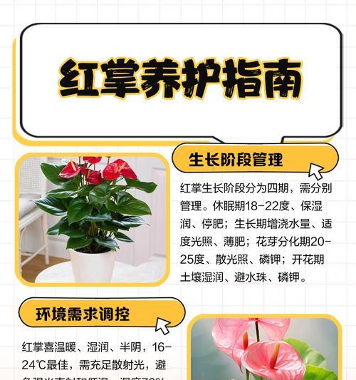 红掌换盆后浇水周期的调整方法（如何掌握浇水时间，避免过度浇水？）