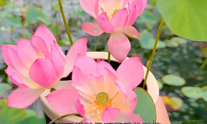 在家种莲花的方法(让您的家园变成莲花世界)