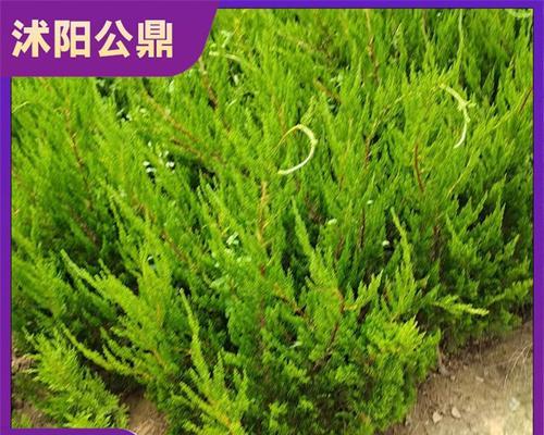 灌木的生长习性特点和生长环境条件（探究灌木在不同环境下的生长特点）