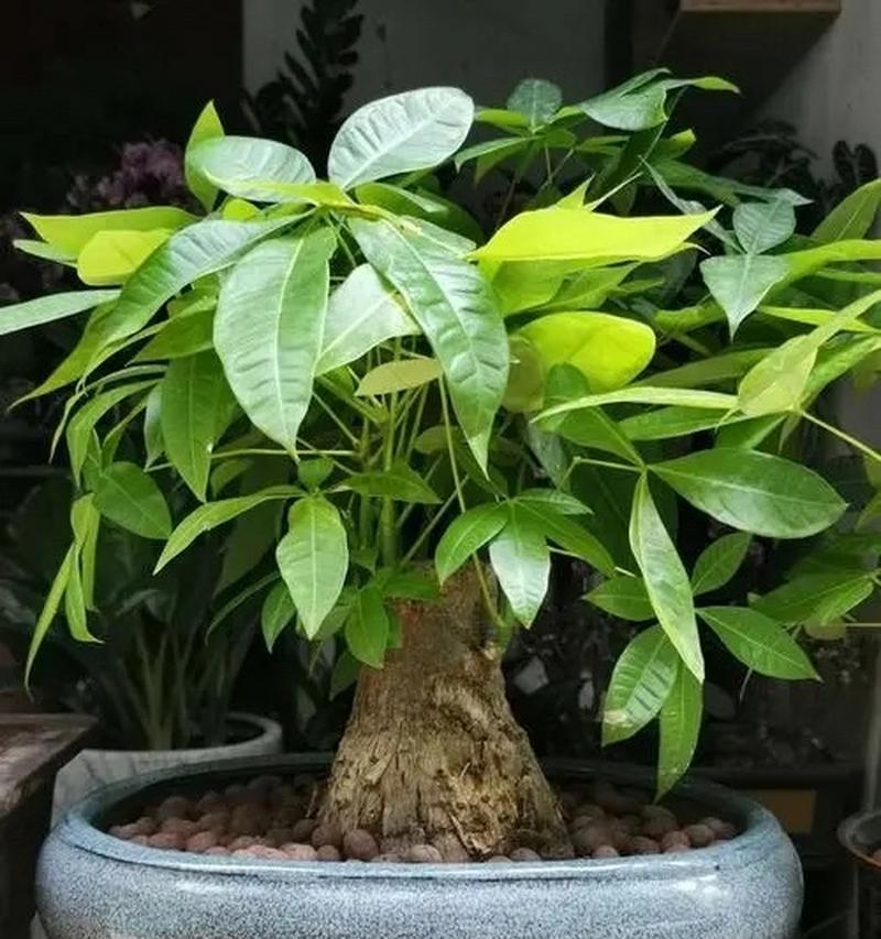 如何正确浇水给长时间不在家的发财树(快速简便的方法确保发财树的健康)