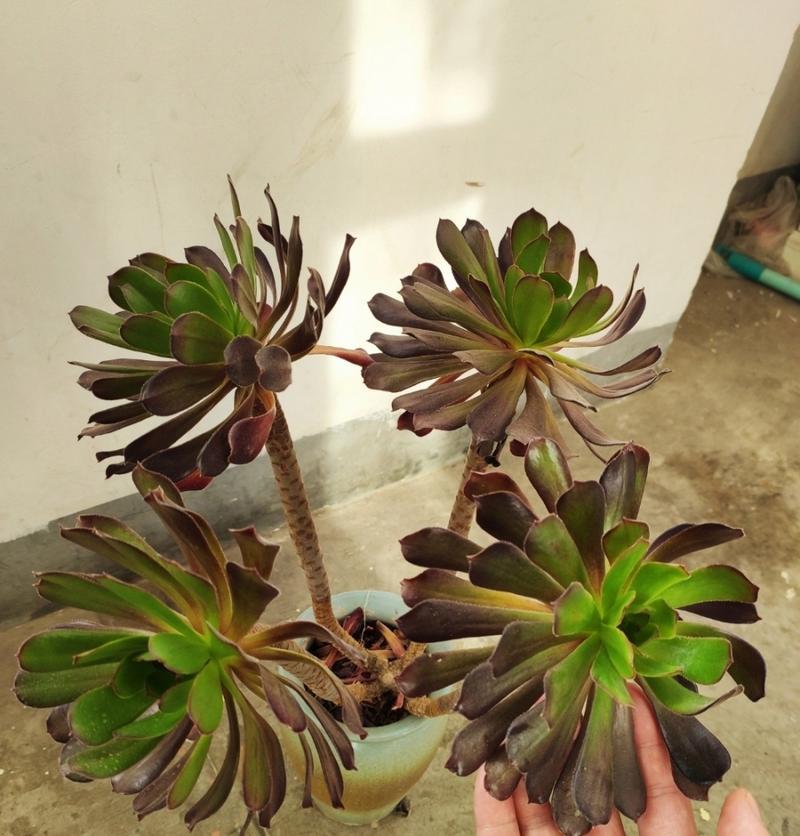 多肉黑法师的繁殖方法(掌握多肉黑法师繁殖,打造绿色植物家园)