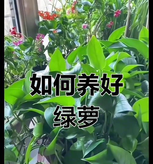 盆栽绿萝施肥的技巧（养护盆栽绿萝，施肥是关键）