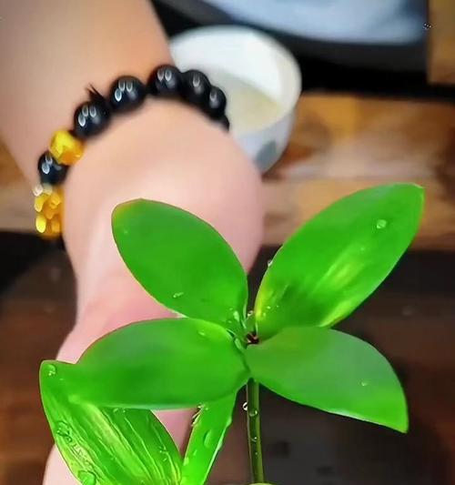 家里养四叶草风水好吗？（四叶草的风水布局及寓意解析）