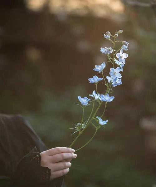 恬淡悠然——用花朵传递安静优雅的情感(以百合、茉莉花为代表,探讨花卉与人文情感的交融之美)