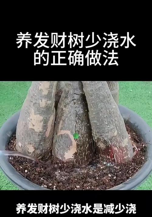 发财树上面软了怎么办？（教你如何挽救濒危的发财树）