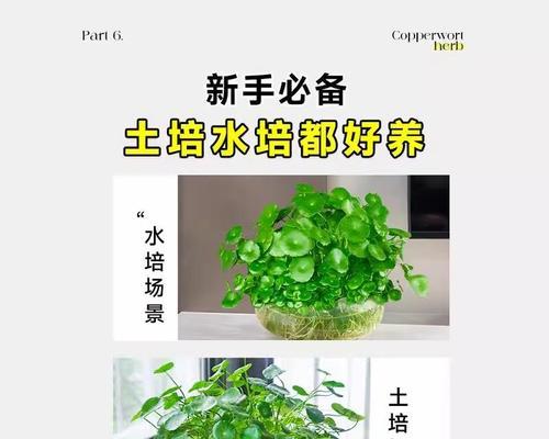 金钱兜秋天的浇水技巧（用少量金钱兜浇水，享受秋天的丰收）
