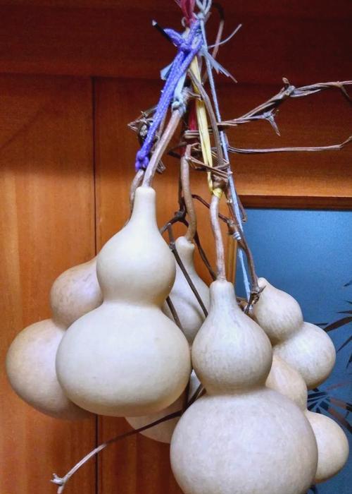 家里种葫芦有哪些好处（从生态、装饰、健康三方面阐述家里种葫芦的益处）