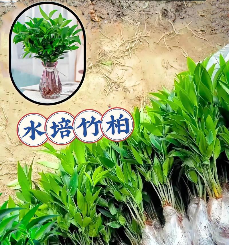 以水培叶子怎么黄绿（水培叶子黄绿技巧与方法）