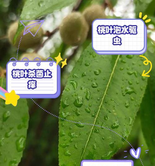 掉叶的桃美人怎么救？（教你应对桃美人落叶的正确方法，让你的花园依旧美丽！）