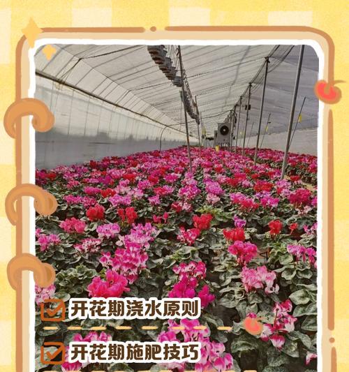 仙客来水浇多了怎么办？解决方法大揭秘！（防止过度浇水的关键是什么？有效管理你的植物的饮水量！）