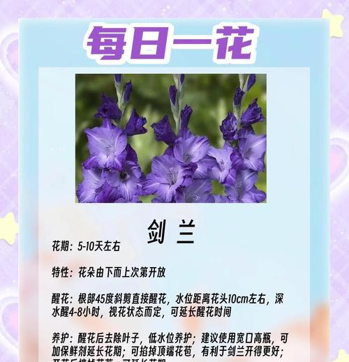 延长鲜切花花期的方法与技巧（提升花束鲜度，让花儿开放更久）