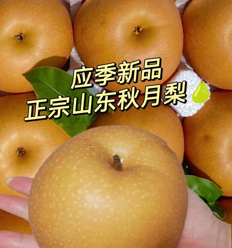 梨子的成熟季节和时间（了解梨子成熟的时机和品尝美味的方法）