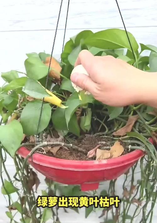 绿萝水培叶子发黄枯萎怎么补救？（探索绿萝水培的营养需求，有效挽救患病叶片）