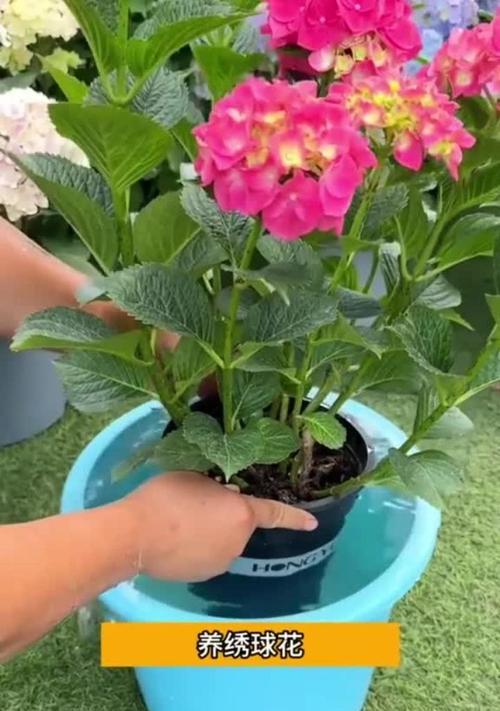 绣球的浇花技巧——让花朵更美丽绽放