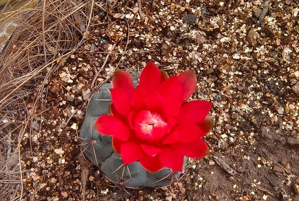探索绯花玉的种植技巧（如何成功种植绯花玉及养护要点）