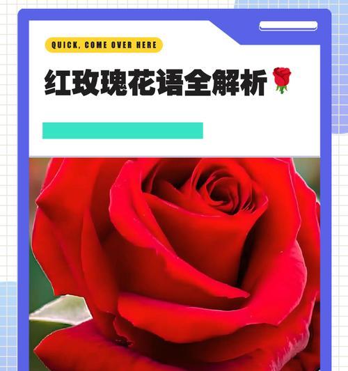 33朵红玫瑰的花语及其含义（告白、热情、浓情蜜意、永恒的爱情）