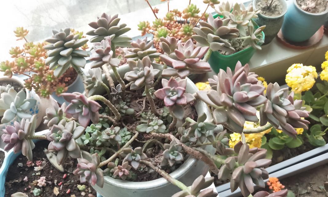 如何让姬胧月叶片长得肥(掌握这个,打造丰盈的姬胧月叶片)