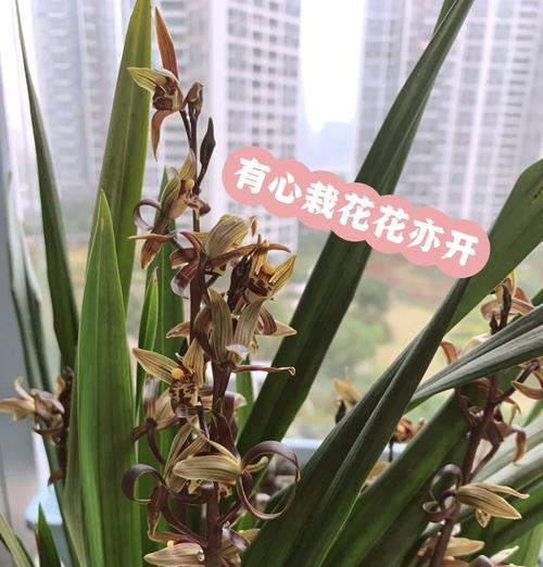 如何促进墨兰根系的发达生长（探索墨兰植物根系发达的有效方法）