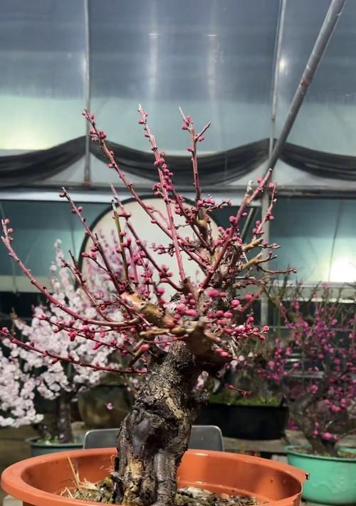 梅花盆景植物的养殖技巧（打造美丽精致的梅花盆景，提升室内空气质量）