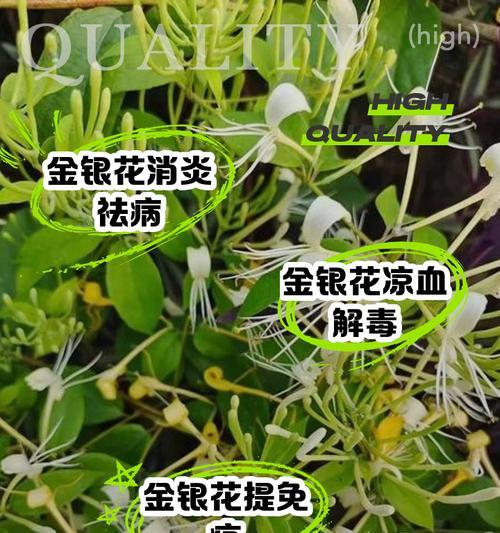 金银花叶子发软（金银花叶子发软的原因和有效处理方法）