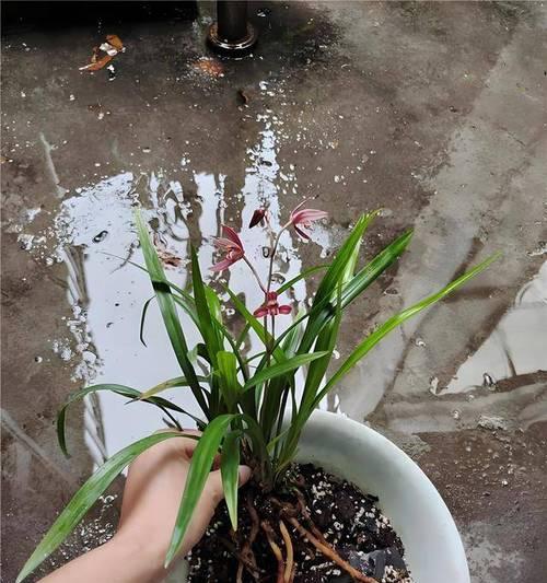 兰花换盆的方法与注意事项（以生病兰花为例，探讨换盆的正确操作和护理要点）