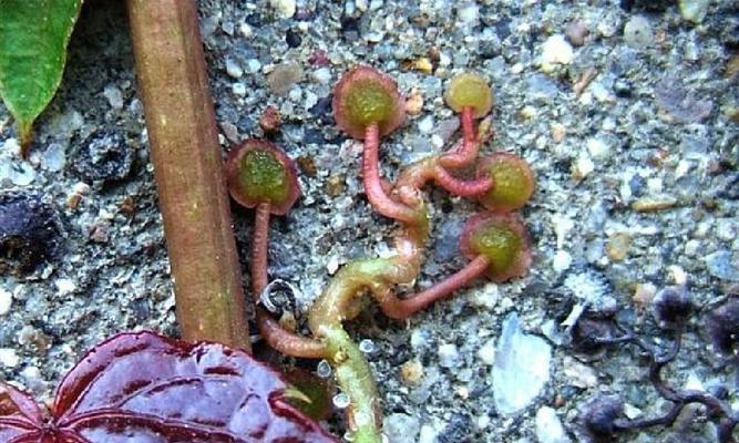 消灭爬山虎，让你的花园恢复生机（掌握关键技巧，摆脱爬山虎的困扰）
