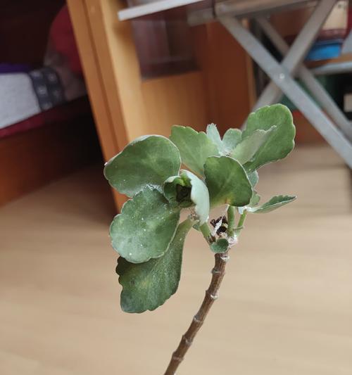 冬天花叶子焉了怎么办（探究植物在冬季中的保护机制与应对策略）