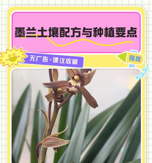 墨兰冬季的科学浇水方法（保证墨兰在寒冷冬季得到适当的水分供应）