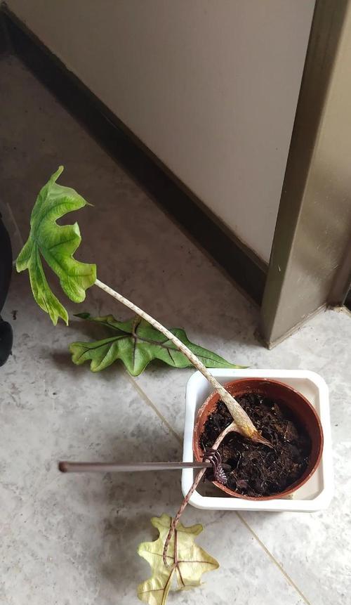 控制海芋的生长高度的方法(培养健康的海芋植株,掌握生长高度)