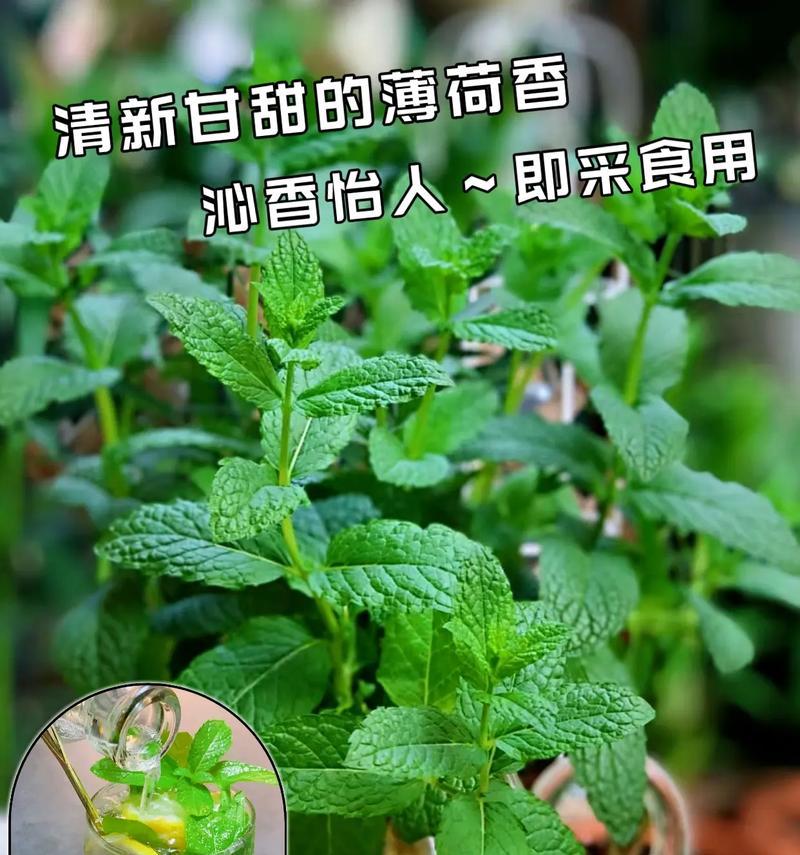 水性植物盆栽养护指南（打造清新室内空气的关键之道）