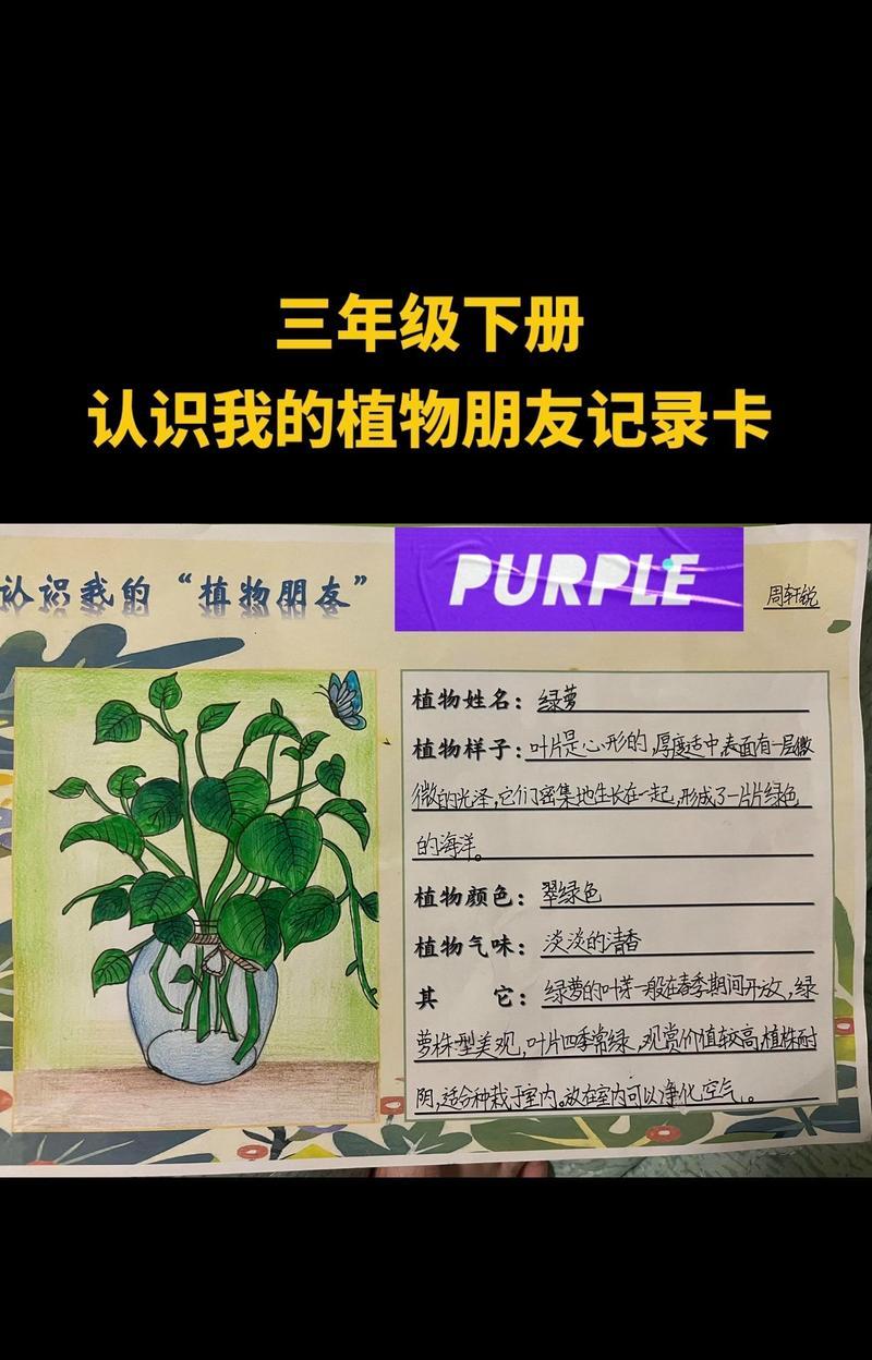 绿萝栽种指南（了解绿萝的生长环境与养护技巧，让你的绿萝茁壮成长）